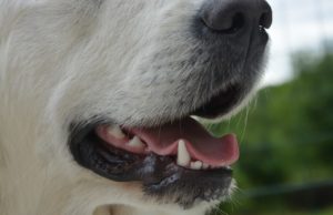 The Best Natural Remedies To Improve Your Dog’s Dental Health