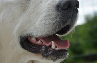 The Best Natural Remedies To Improve Your Dog’s Dental Health