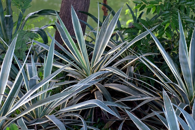 yucca plant, shrubs, thorny leaf