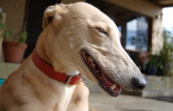 The 50 Wackiest Dog Names (Chosen From 700,000 Names!)