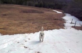 A Dog Playing On A Hill Reminds The Owner Of His Own Playful Days