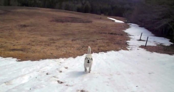 A Dog Playing On A Hill Reminds The Owner Of His Own Playful Days