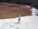 A Dog Playing On A Hill Reminds The Owner Of His Own Playful Days