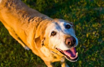 Reagandoodle: An Inspiring Friendship Between A Boy And A Dog