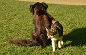 A Dog Saves A Missing Tabby From A Manhole