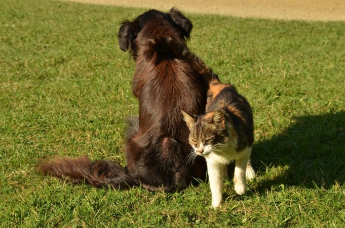 A Dog Saves A Missing Tabby From A Manhole