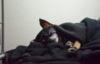Rescued Puppy Shares Her Blanket With A Stray Dog