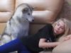 Cute Malamute Begs Nonstop For A Bite Of Cookie