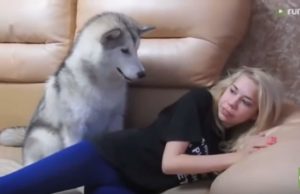 Cute Malamute Begs Nonstop For A Bite Of Cookie