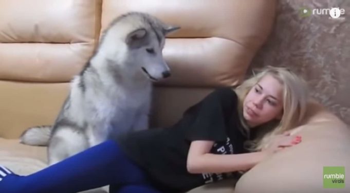Cute Malamute Begs Nonstop For A Bite Of Cookie