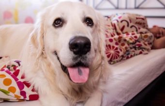 Best Alarm Clock Ever – Bailey The Dog Wakes Up His Owner