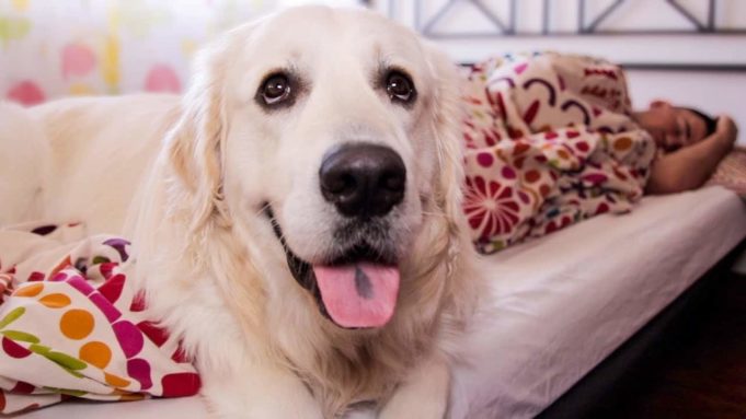 Best Alarm Clock Ever – Bailey The Dog Wakes Up His Owner