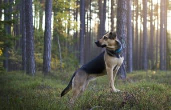 Police Dog Finds Missing Girl In Woods In A Matter Of Minutes