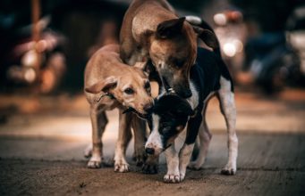 Family Keeps Visiting Mexico To Save Stray Dogs