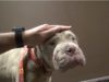 Watch The Rescue Of A Dogfighting Bait Dog That Turned Out To Be A Sweet, Gentle Dog Cadence - Rescued Pitbull Bait Dog