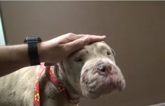 Watch The Rescue Of A Dogfighting Bait Dog That Turned Out To Be A Sweet, Gentle Dog Cadence - Rescued Pitbull Bait Dog