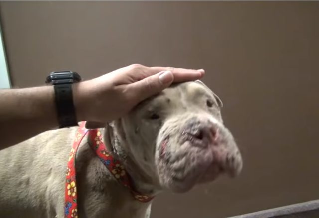 Cadence - Rescued Pitbull Bait Dog