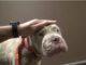 Watch The Rescue Of A Dogfighting Bait Dog That Turned Out To Be A Sweet, Gentle Dog Cadence - Rescued Pitbull Bait Dog