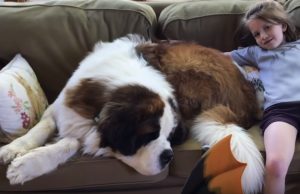 Breeder Gives Away Adorable 130-Pound Dog To A Very Happy Adopter Cosmo The 130 Pound Furball