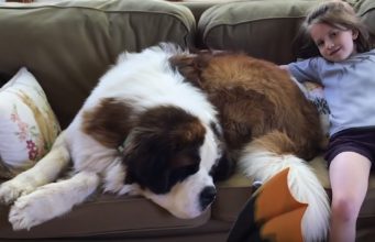 Breeder Gives Away Adorable 130-Pound Dog To A Very Happy Adopter Cosmo The 130 Pound Furball