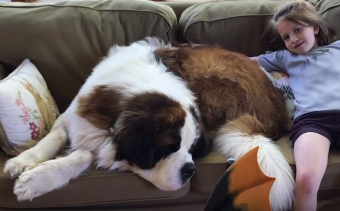 Breeder Gives Away Adorable 130-Pound Dog To A Very Happy Adopter Cosmo The 130 Pound Furball