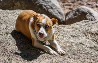 The Dancing Pit Bull – Intelligent and Graceful