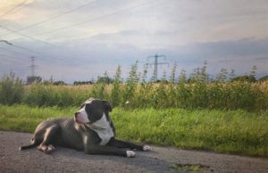 Rescued Dogs From Michael Vick’s Dog Fighting Ring Have Come A Long Way