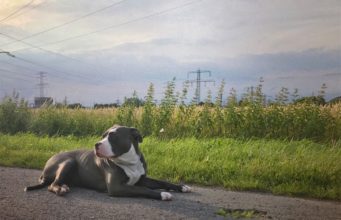 Rescued Dogs From Michael Vick’s Dog Fighting Ring Have Come A Long Way