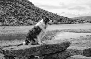 Long Lost Dog Reunited With His Family After 8 Years, Thanks To Technology