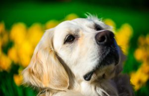 Naughty Dog Steals Walking Boot From Neighbor For Adorable Reasons