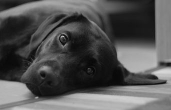 Abandoned Labrador Finally Receives Justice