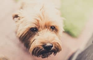 Firefighters Save Unresponsive Dog From The Brink Of Death