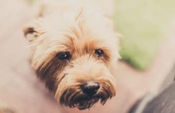 Firefighters Save Unresponsive Dog From The Brink Of Death