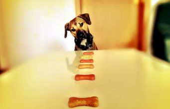 Dog Throws Hilarious Fit When Owner Asks Him To Heel Before Eating His Dinner