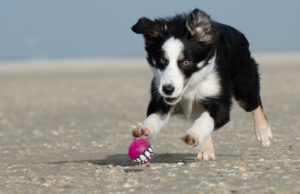Dog Tries To Catch A Ball Around A Trampoline And It’s A Hoot