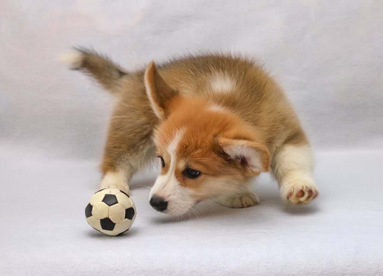 welsh corgi pembroke, sight, corgi