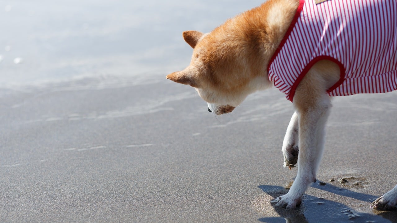 dog, sea, shiba inu