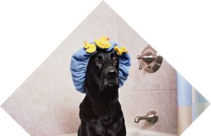 Beautiful Shiba Inu Dog Does Everything To Avoid Bath Time