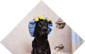 Beautiful Shiba Inu Dog Does Everything To Avoid Bath Time