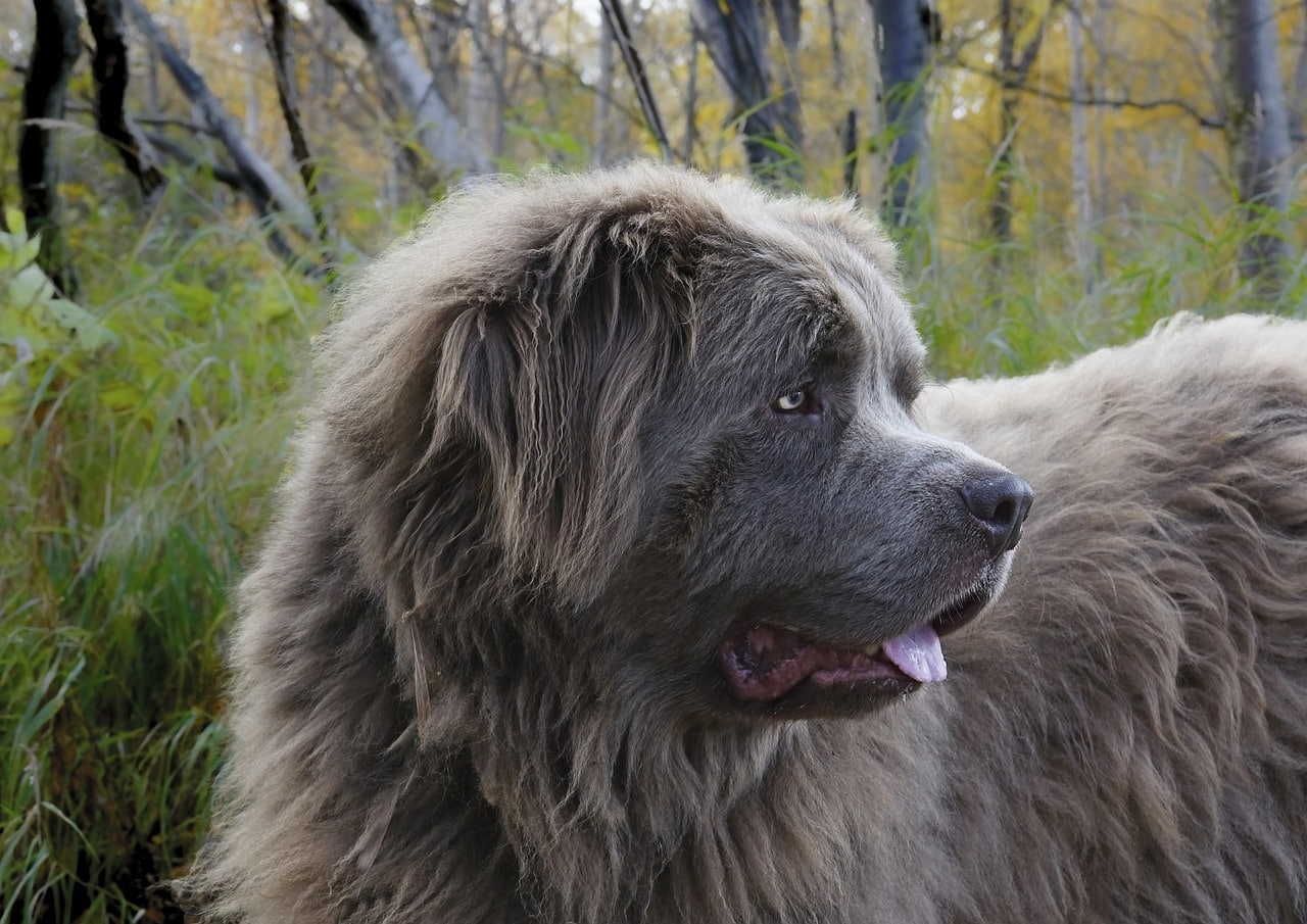 dog, canine, newfoundland