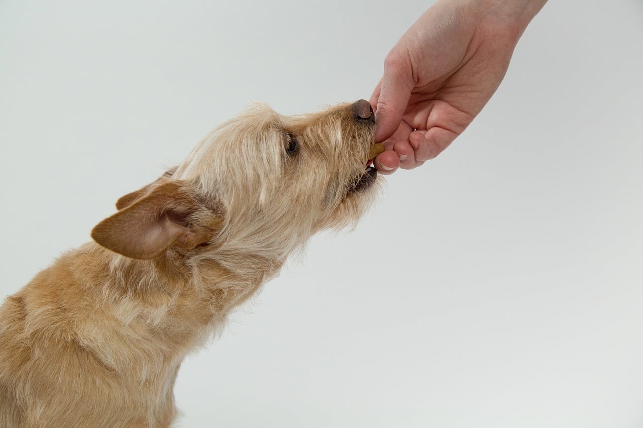 dog, eat, biscuit