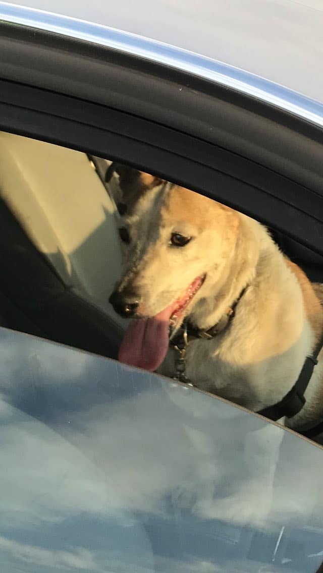 Police Smash Windows To Rescue Dogs Trapped In Hot Cars