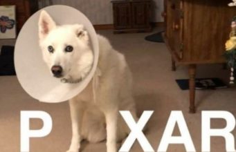 The 157 Best Dog Memes (Pawsitively Pawsome!) PIXAR Meme