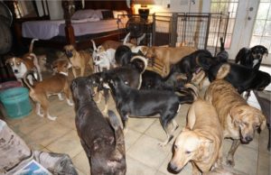 Stories from Hurricane Dorian: Dog Rescues Dogs and Hurricane Dorian