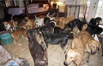 Stories from Hurricane Dorian: Dog Rescues Dogs and Hurricane Dorian