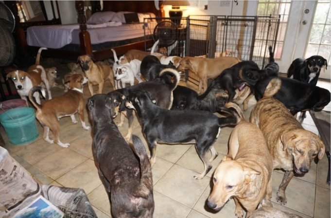 Stories from Hurricane Dorian: Dog Rescues Dogs and Hurricane Dorian