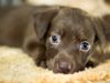Things To Consider When Adopting A Dog Dog Adoption