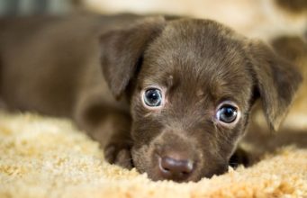 Things To Consider When Adopting A Dog Dog Adoption