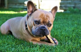 DIY Dog Training: How To Stop The Chewing Problem French Bulldog Chewing