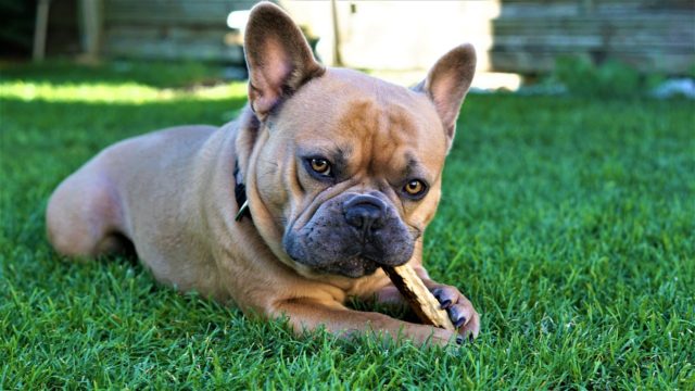 French Bulldog Chewing